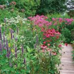 The Blooming Haven: How to Design a Pollinator Garden for a Flourishing Ecosystem