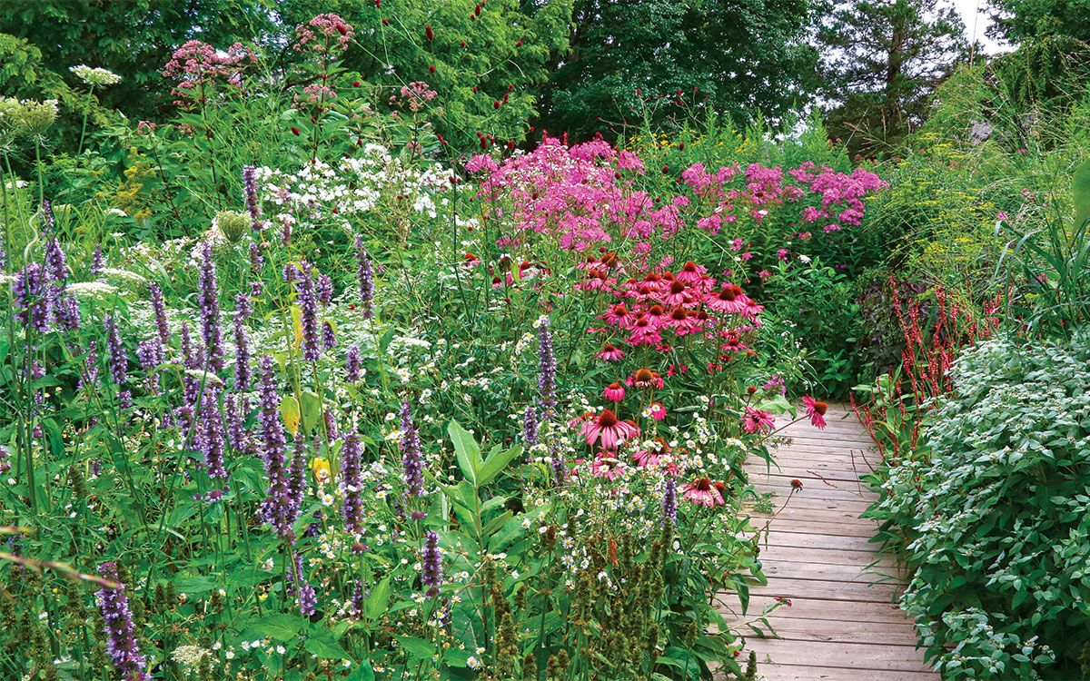 The Blooming Haven: How to Design a Pollinator Garden for a Flourishing Ecosystem